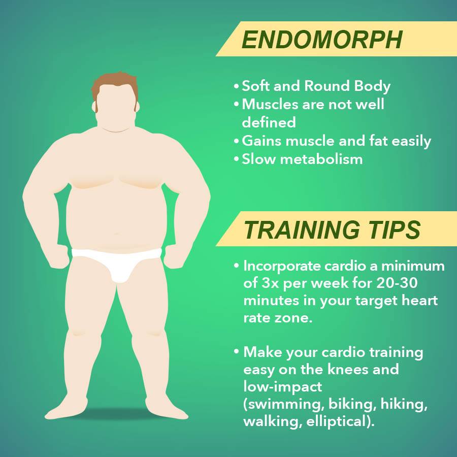 Body Type Endomorph