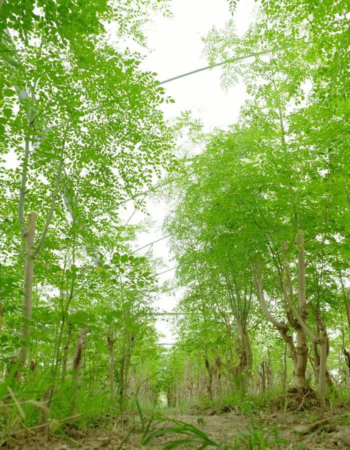 Natural Health Benefits Malunggay