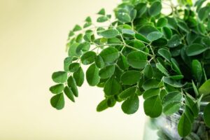 Benefits of calcium malungay leaf
